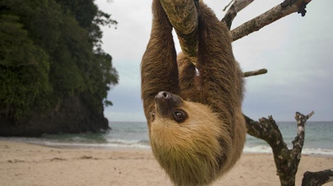 Kosta Rika'da Hayvanlara Özgürlük: Kosta Rika Devleti Bütün Hayvanat Bahçelerini Kapatıyor