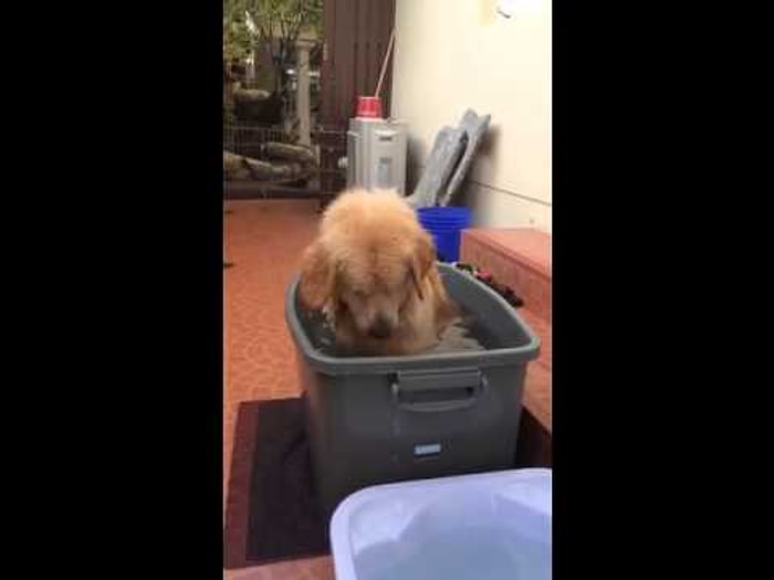 Sıcakta Çözümü Bulan Akıllı Köpek