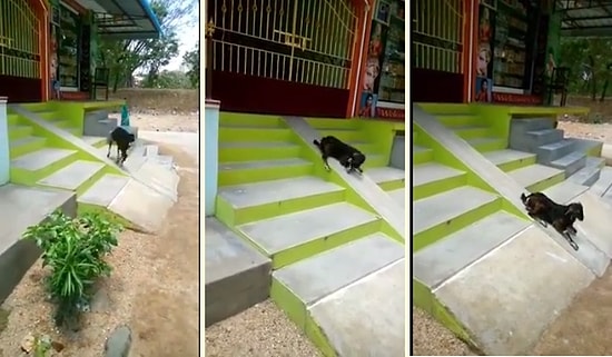 Yokuştan Kayarak Çocuklar Gibi Eğlenen Keçi