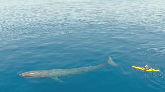Dünyanın En Büyük Hayvanı: Mavi Balina