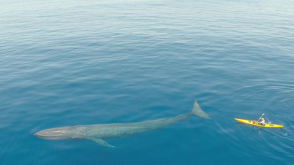 Dünyanın En Büyük Hayvanı: Mavi Balina