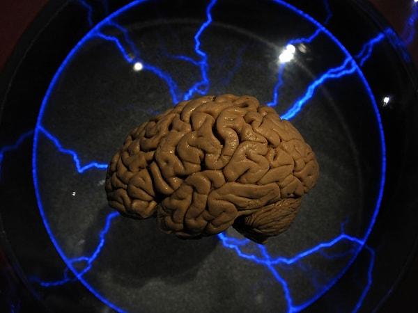 2. Laboratuvarda insan beyni üretildi