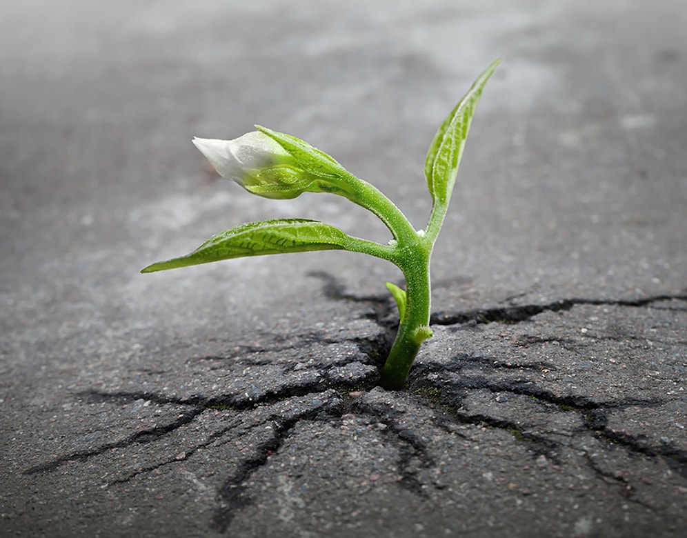 Doğanın İnsanla Mücadelesi: Betona ve Asfalta Meydan Okuyarak Hayata Tutunan 23 Bitki