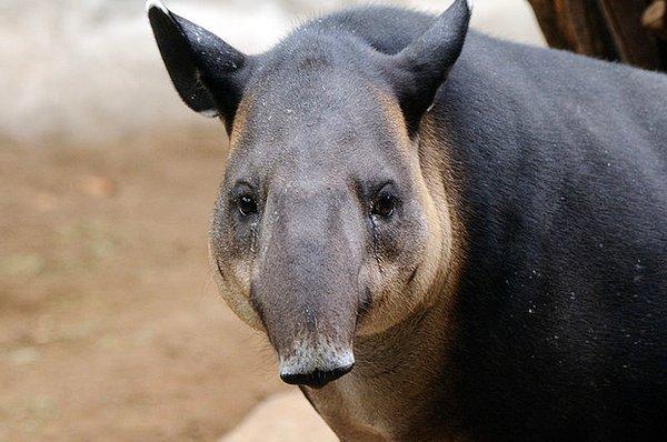 2. Tapir