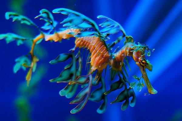 6. Yapraklı Deniz Ejderi