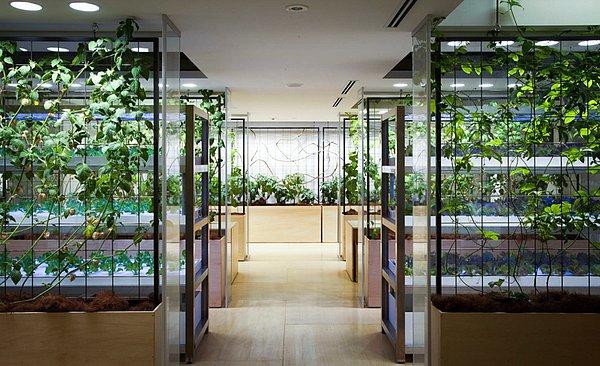 7. Bu ofiste yetişen bitkilerin de %100 organik olduğuna garanti veriyorlar :)