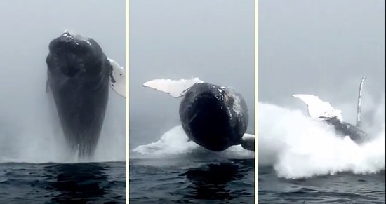 Su Üzerine Sıçrayan Devasa Balinanın Yakın Çekim Görüntüsü