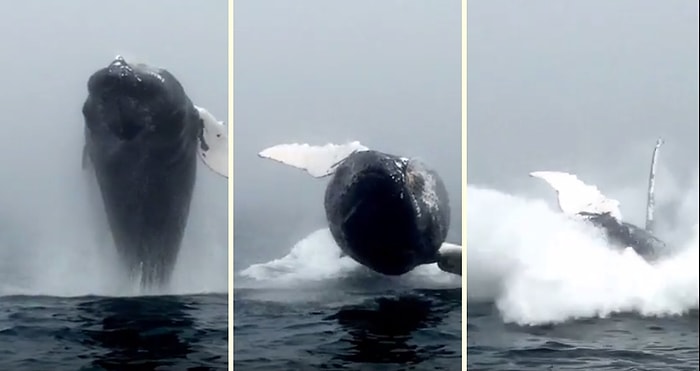 Su Üzerine Sıçrayan Devasa Balinanın Yakın Çekim Görüntüsü