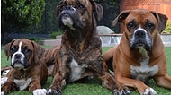 Boxer Cinsi Köpek Beslemek İçin En Basitinden 25 Sebep