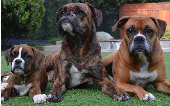 Boxer Cinsi Köpek Beslemek İçin En Basitinden 25 Sebep