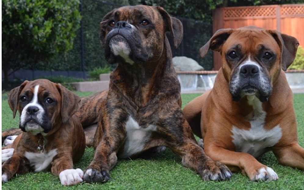 Boxer Cinsi Köpek Beslemek İçin En Basitinden 25 Sebep