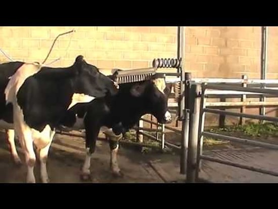 Autotune Teknolojisi ile Şarkı Söyleyen İnekler!