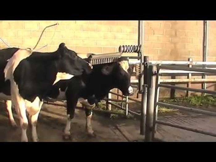 Autotune Teknolojisi ile Şarkı Söyleyen İnekler!