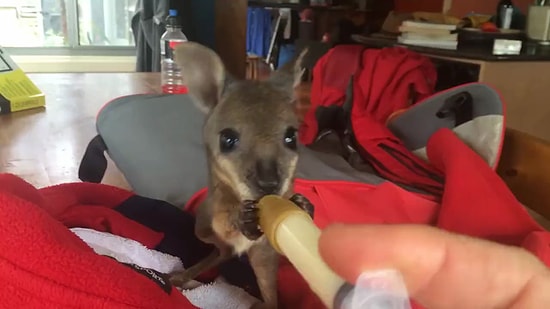 Yetim Kalan Yavru Kangurunun Şırıngadan Beslenirken Sevimlilik Patlaması Yaşaması