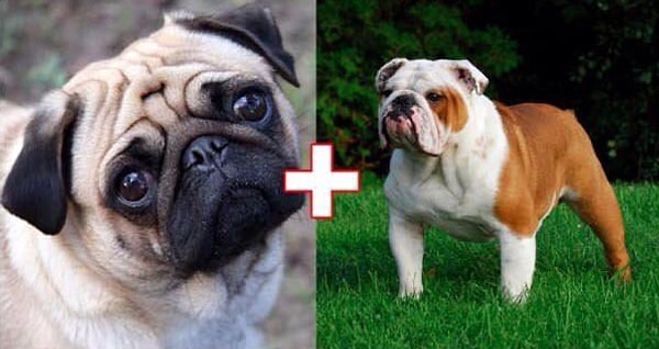3. Pug + İngiliz Buldog Görseli