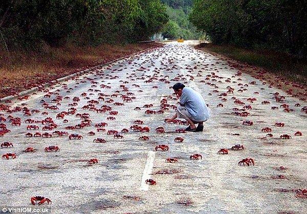 10. Christmas Adası'nda üremek için yola koyulan bu kırmızı yengeçler.