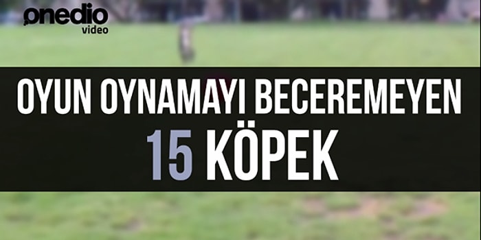 Oyun Oynamayı Bile Beceremeyen 15 Şapşik Köpek
