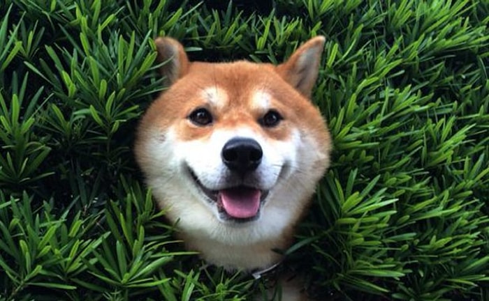 Çalılara Sıkışıp Her Şey Yolundaymış Gibi Davranan Cool Köpek