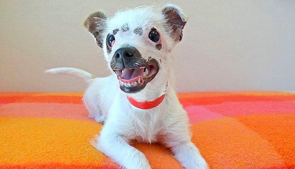 10 haftalık yavru köpek Lisa, California'daki barınağa yüzünde yaraları ve ameliyata ihtiyaç duyan iltihaplı göz kapaklarıyla getirilmiş.