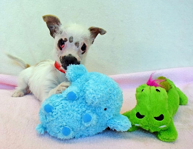 Gorunusune Ve Yaralarina Aldirmadan Yavru Kopegi Sahiplenen Koca Yurekli Aile