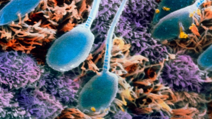 Sperm Hakkında Bilmeniz Gereken 14 Gerçek