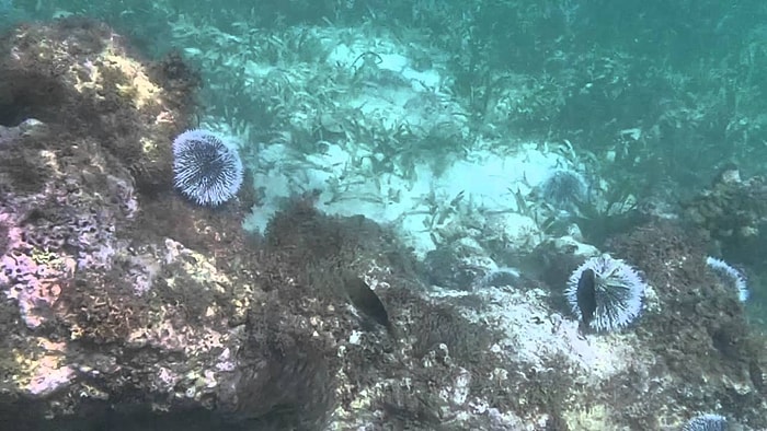 'Özel Hayata Saygınız Yok mu?' Dercesine Kameraya Saldıran Balıklar