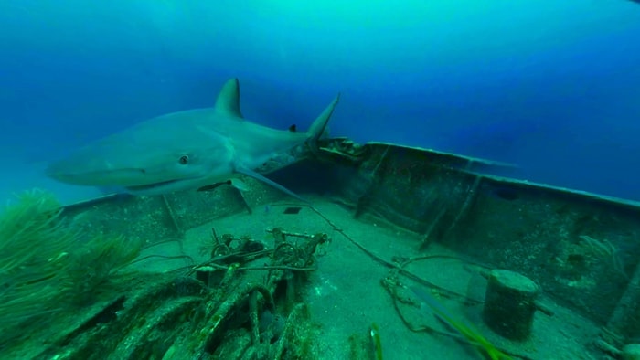 360 Derece Görüntüleriyle Köpek Balıklarının Esrarengiz Yaşamında Yolculuk