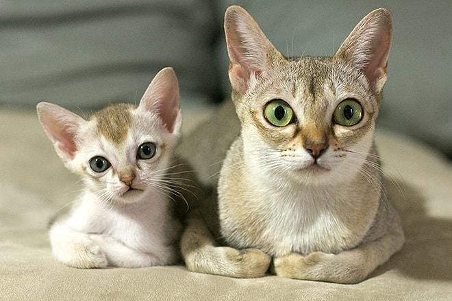 Kediler ve Adeta Birebir Minyatür Kopyaları Olan Yavruları Gününüzü İyileştirecek!
