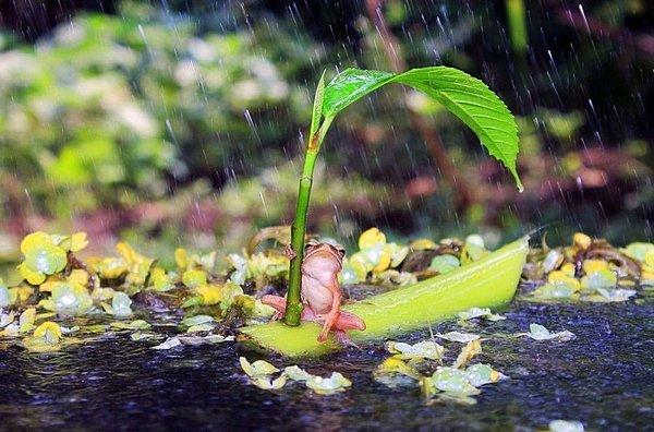 3. Yağmurdan korunmak için kendine bir şemsiye ve tekne yapan kurbağa.