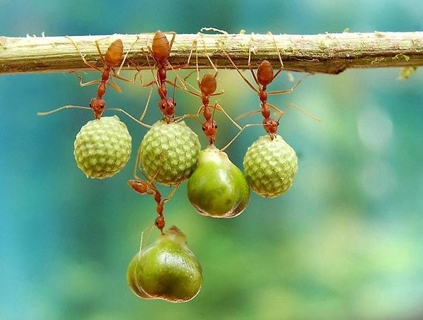 4. En yetenekli akrobatlara taş çıkartacak olan karıncaların yiyecek taşıma telaşı.