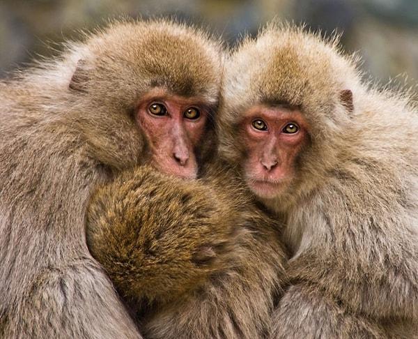 9. Korkularını, birbirlerine sarılarak aşmaya çalışan maymunlar.