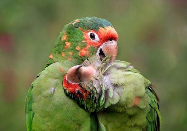 10. Gagalarıyla birbirlerini temizleyen iki papağan.