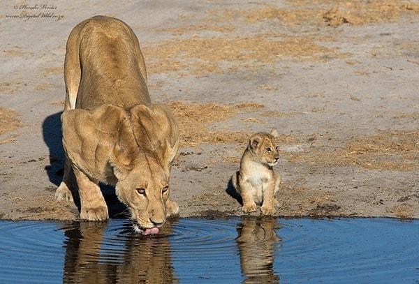 14. Anne aslan ve yavrusu susuzluklarını su birikintisinden birlikte su içerek gideriyorlar.