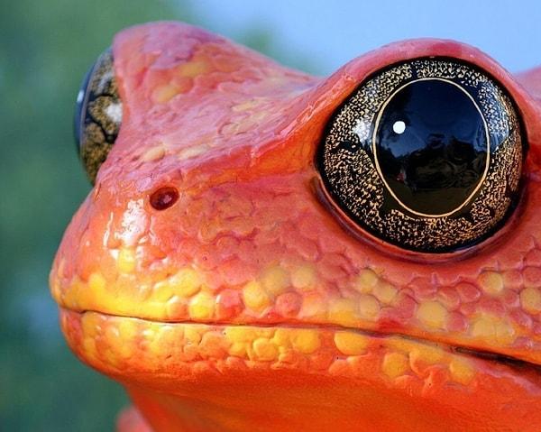 17. Bir kırmızı kurbağanın gözlerinin derinliklerinde yer alan vahşi yaşam.