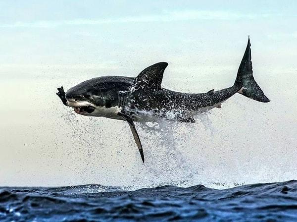 23. Avını yakalamak için havaya sıçrayan bir köpek balığı.