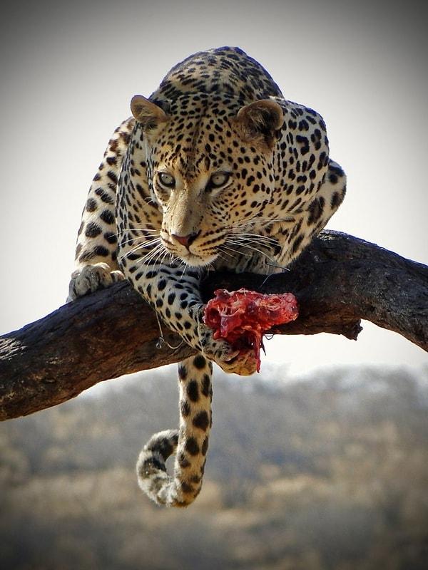 26. Bir ağaç dalı üzerinde, akşam yemeğini yemekte olan leopar.