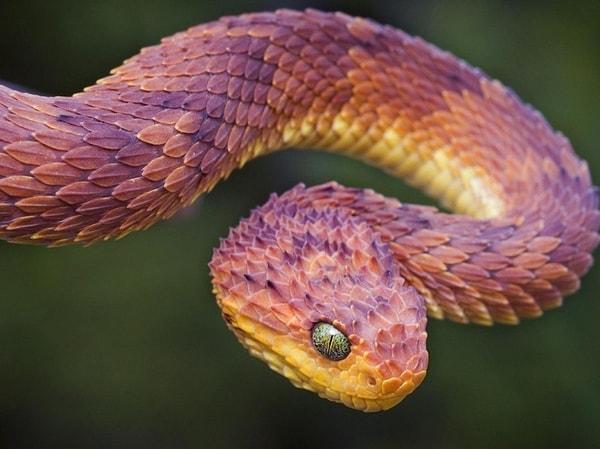 30. Güzel göründüğü kadar ölümcül de olan Afrika engerek yılanı.