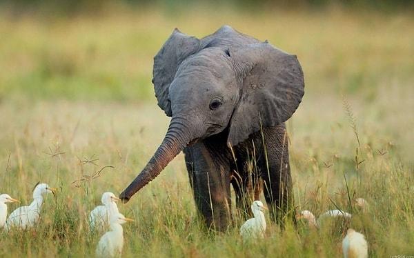 32. Küçük arkadaşlarıyla oyunlar oynayan bebek fil.