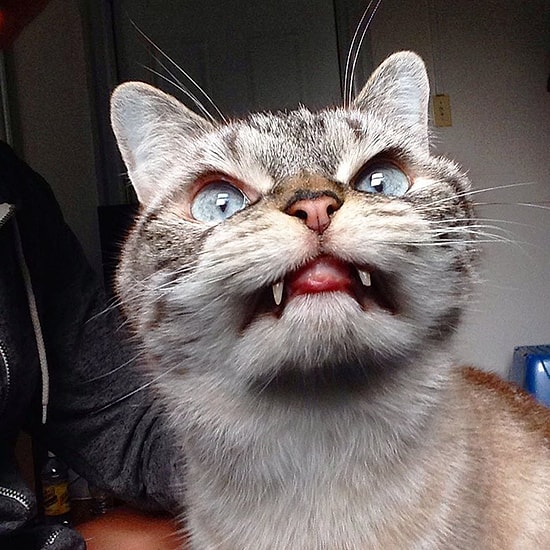 Dünyanın En Vampir Kedisiyle Tanışın: 17 Isırgan Pozuyla Loki