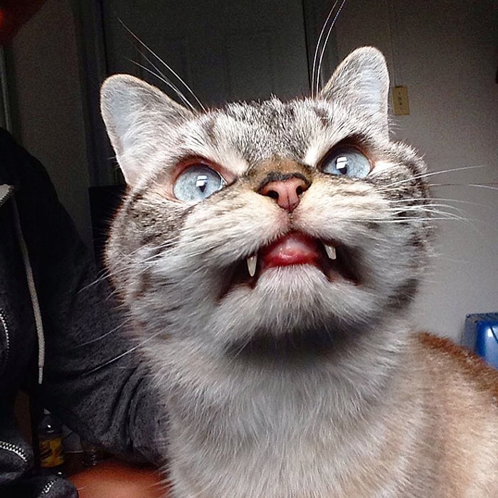 Dünyanın En Vampir Kedisiyle Tanışın: 17 Isırgan Pozuyla Loki