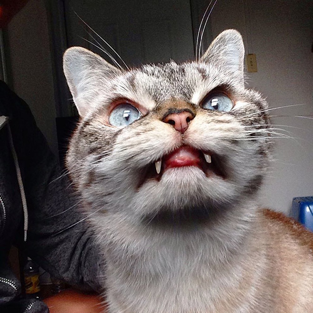 Dünyanın En Vampir Kedisiyle Tanışın: 17 Isırgan Pozuyla Loki