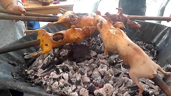 7.Bizdeki kuzu çevirme gibi Perulular da bu hint domuzunu bütün halde yemeyi tercih ediyor