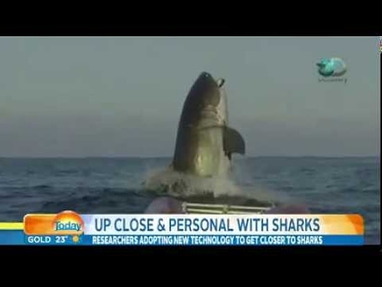 Avustralyalı Muhabirin Beyaz Köpek Balığına Paha Biçilemez Tepkisi