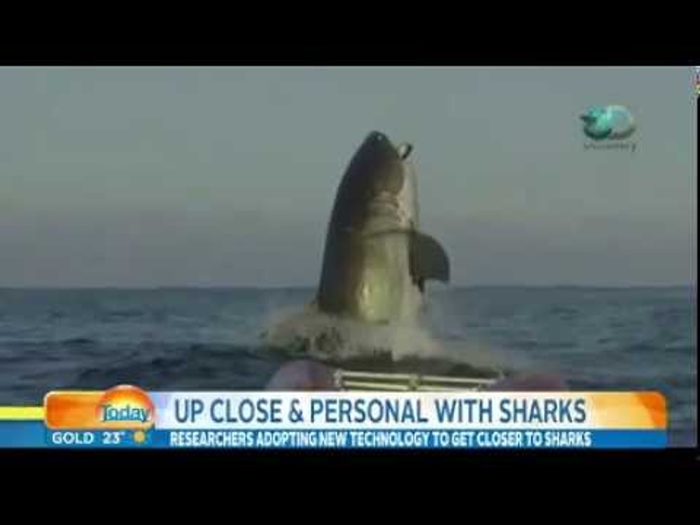 Avustralyalı Muhabirin Beyaz Köpek Balığına Paha Biçilemez Tepkisi