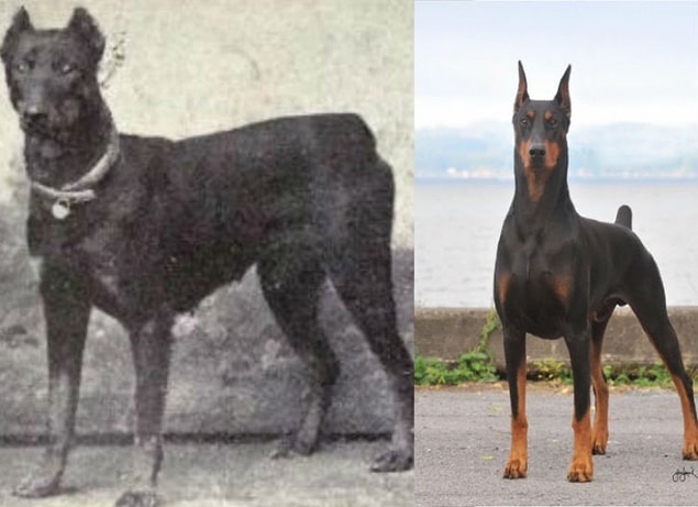 12. Doberman (1915-2015)