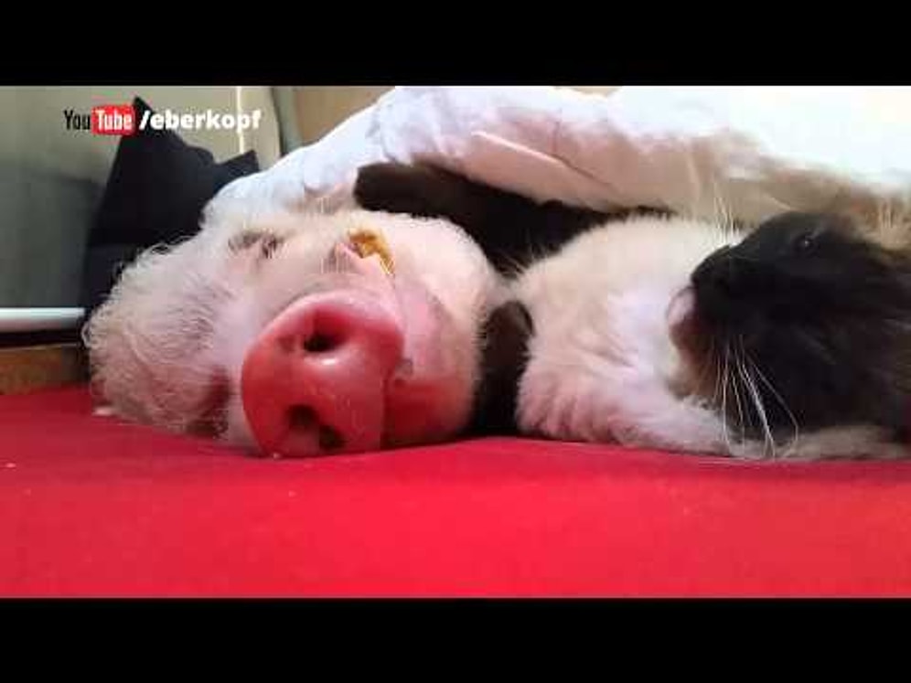 Uyuyan Domuzu Okşayarak Seven Kedi