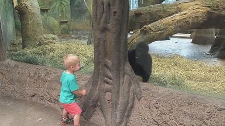 Küçük Çocuk ile Gorilin Hayvanat Bahçesindeki Eğlenceli Saklambaç Oyunu