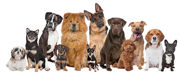 İnsanlar kendi yararlarına göre çeşitli renk, boyut, huyda köpek oluşturdu.