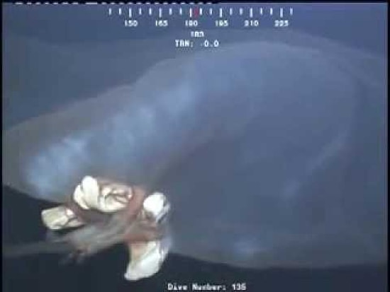 Okyanusun Dibindeki Kameraya Yakalanan Tövbe Estağfurullah Yaratık