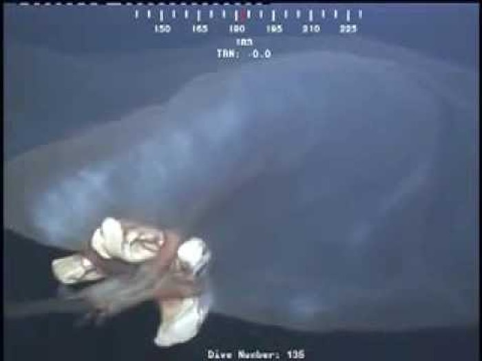 Okyanusun Dibindeki Kameraya Yakalanan Tövbe Estağfurullah Yaratık